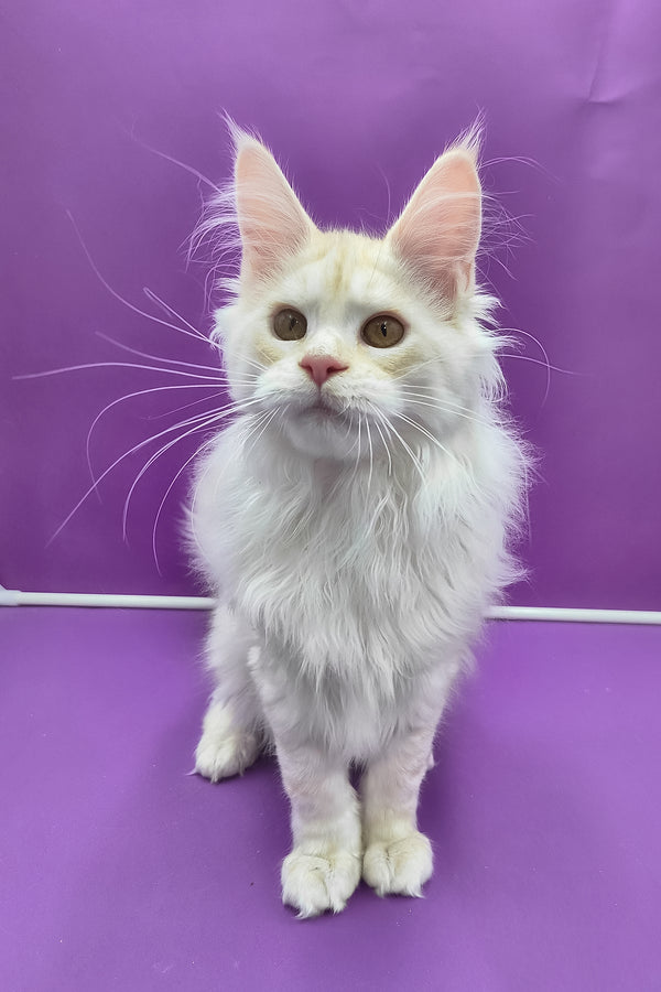 Joly | Maine Coon Kitten