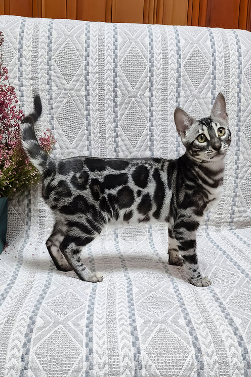 Kiki | Bengal Kitten