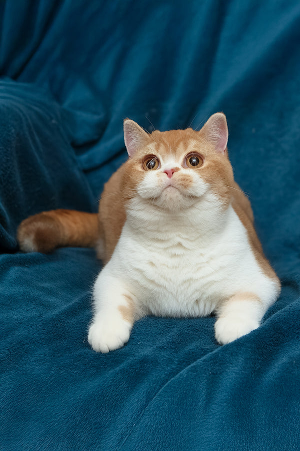 Kapelka | British Shorthair Kitten