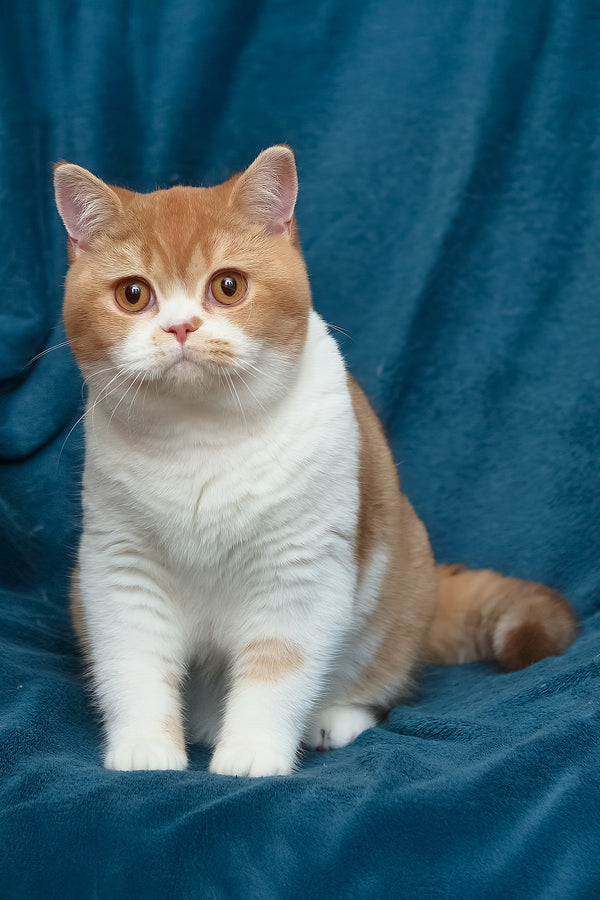 Kapelka | British Shorthair Kitten