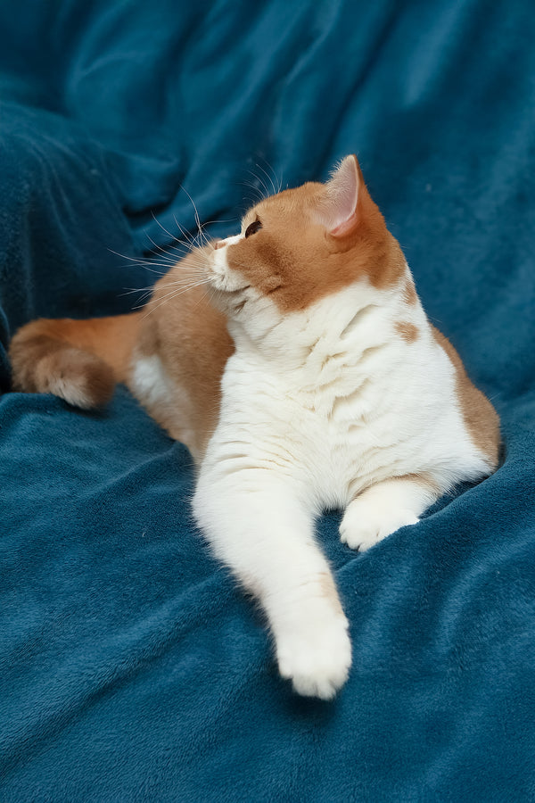 Kapelka | British Shorthair Kitten