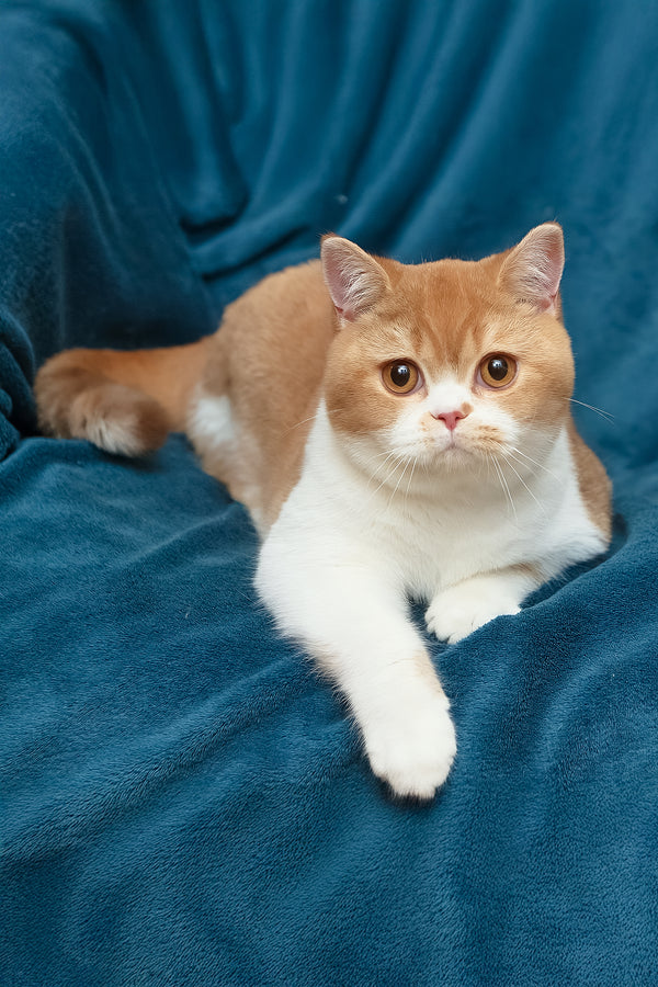 Kapelka | British Shorthair Kitten