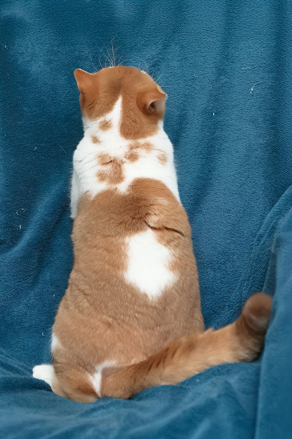 Kapelka | British Shorthair Kitten