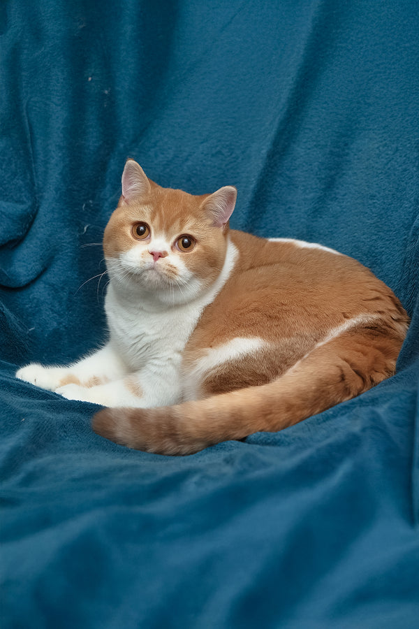 Kapelka | British Shorthair Kitten