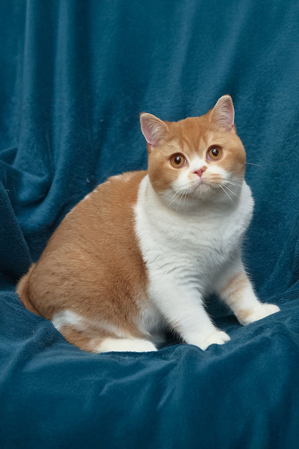 Kapelka | British Shorthair Kitten