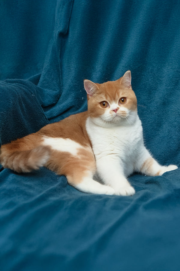 Kapelka | British Shorthair Kitten