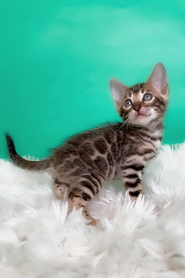 Karat | Bengal Kitten