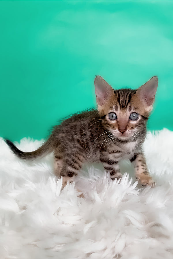Karat | Bengal Kitten