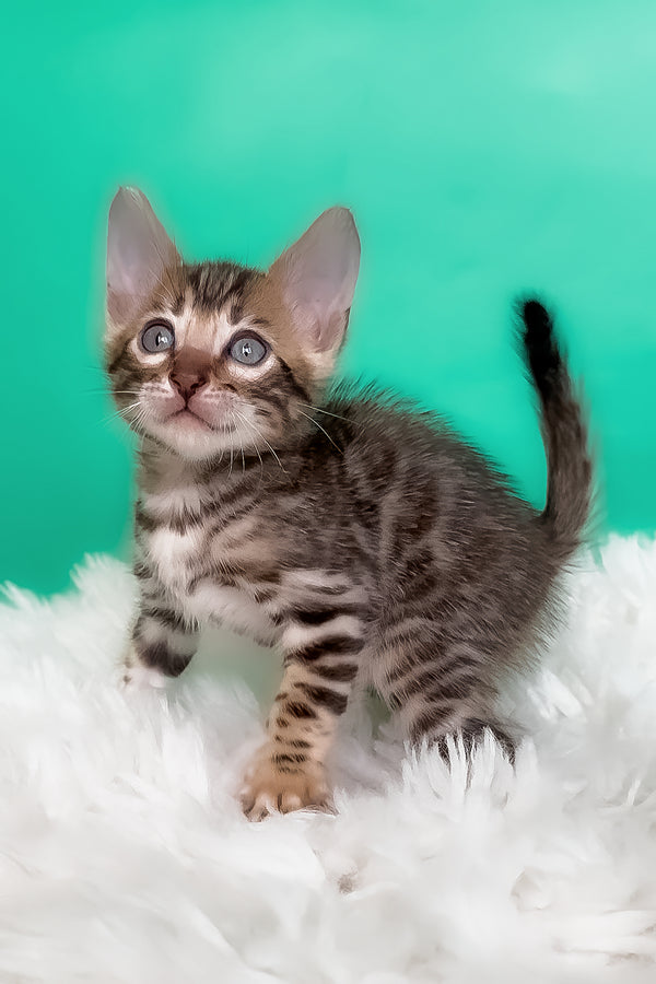 Karat | Bengal Kitten
