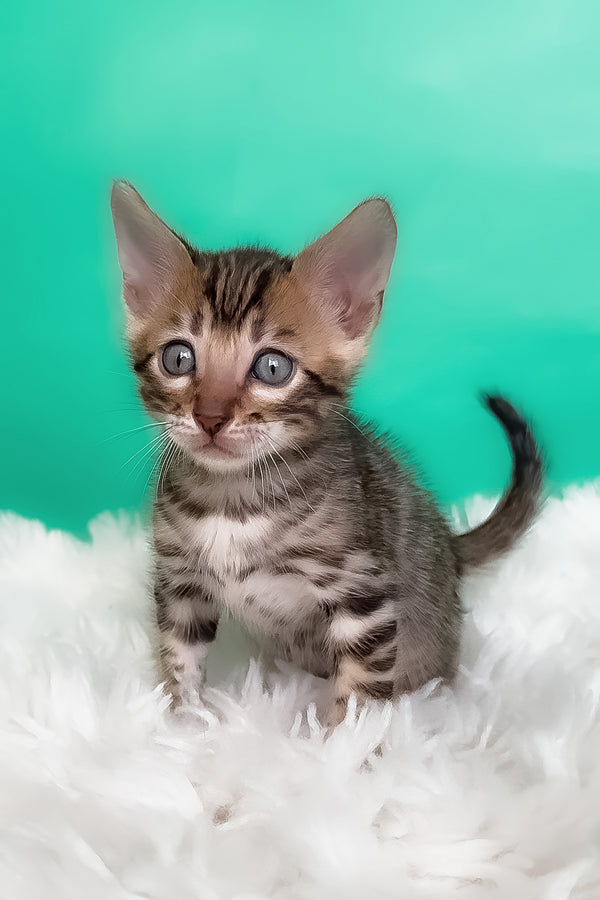 Karat | Bengal Kitten
