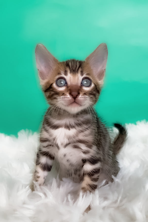Karat | Bengal Kitten