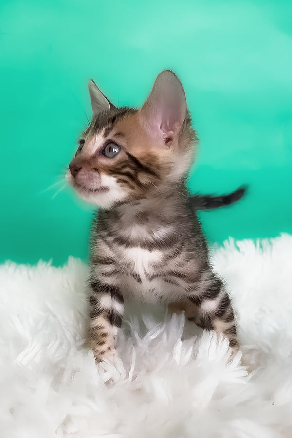 Karat | Bengal Kitten