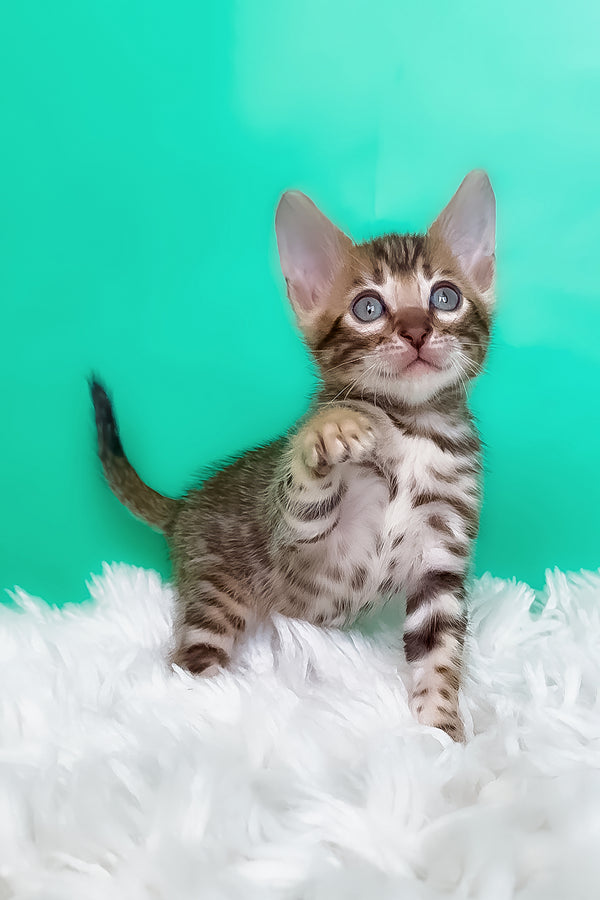Karat | Bengal Kitten