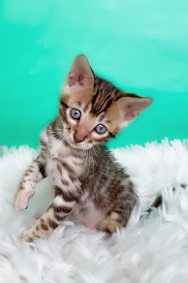 Karat | Bengal Kitten