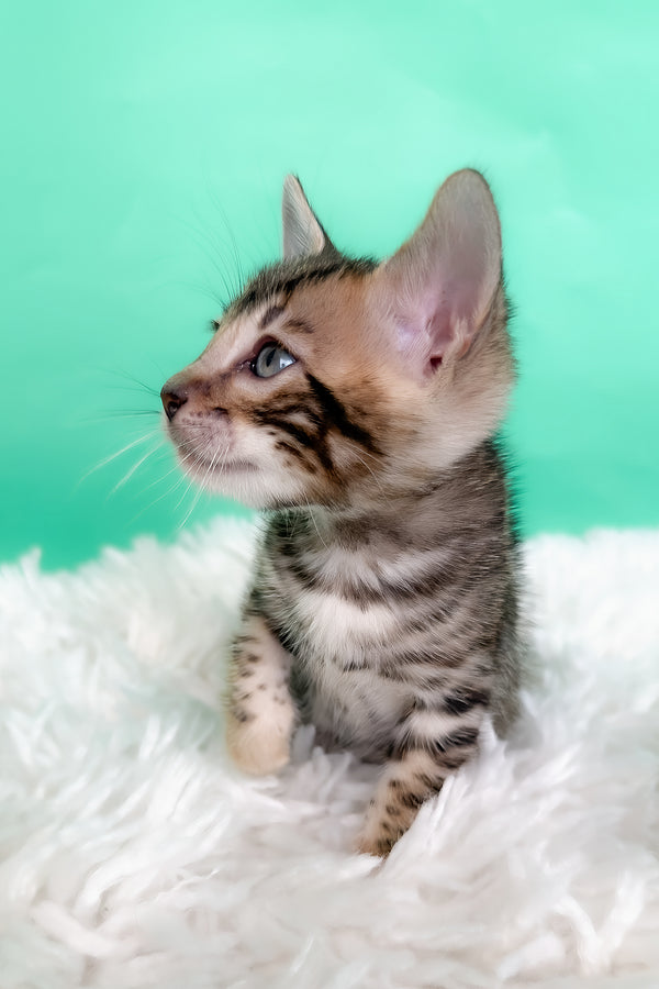 Karat | Bengal Kitten