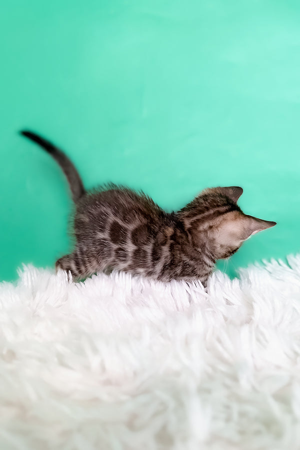 Karat | Bengal Kitten