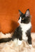 Kasandra | Maine Coon Kitten