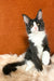 Kasandra | Maine Coon Kitten
