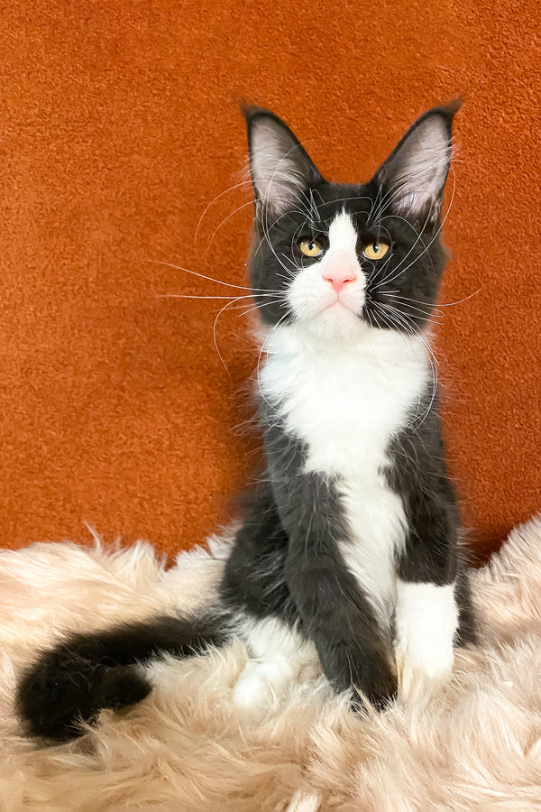 Kasandra | Maine Coon Kitten