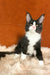Kasandra | Maine Coon Kitten