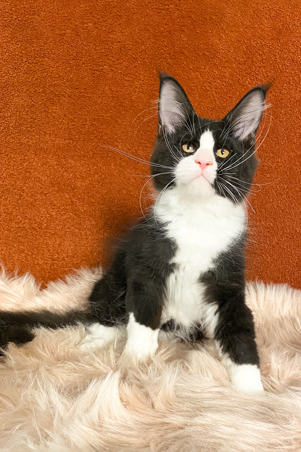 Kasandra | Maine Coon Kitten