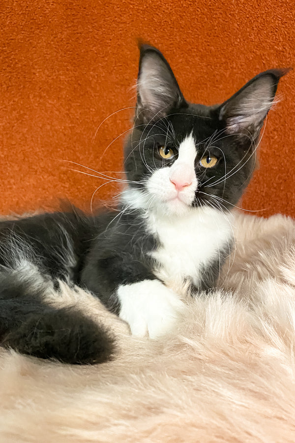 Kasandra | Maine Coon Kitten