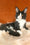 Kasandra | Maine Coon Kitten