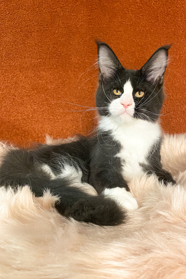 Kasandra | Maine Coon Kitten