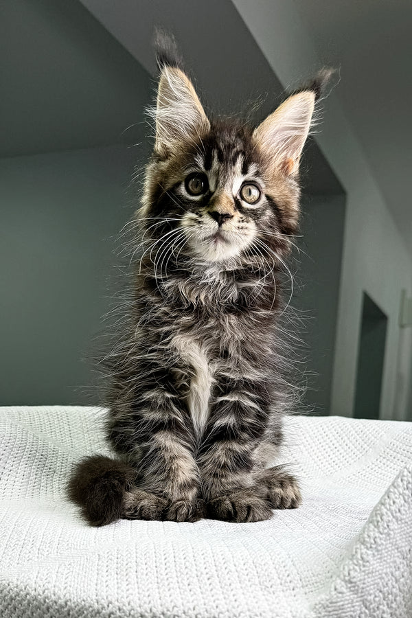 Katana | Polydactyl Maine Coon