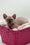 Katrina | Elf Sphynx Kitten