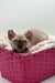 Katrina | Elf Sphynx Kitten