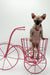Katrina | Elf Sphynx Kitten