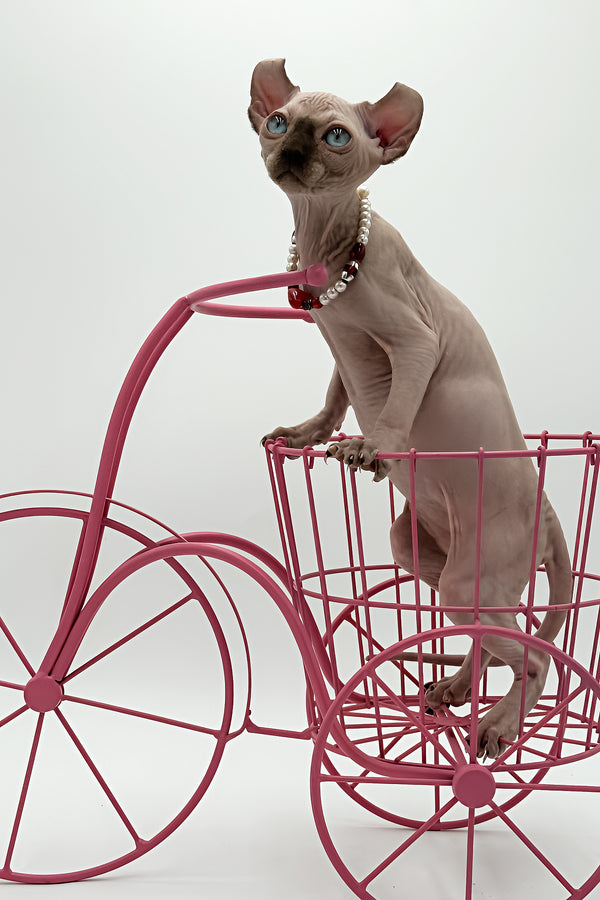 Katrina | Elf Sphynx Kitten