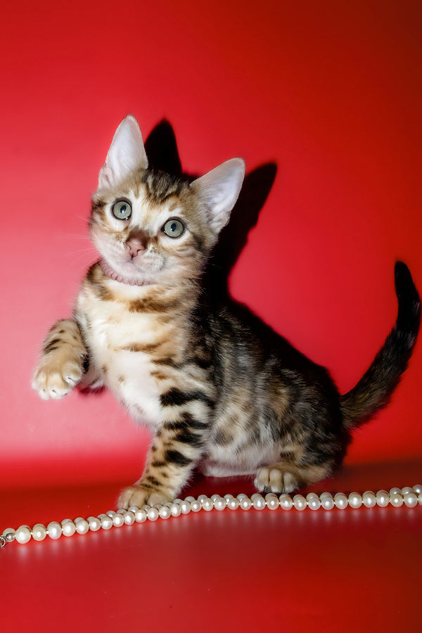 Kevin | Bengal Kitten
