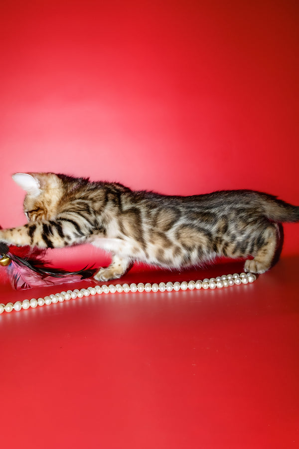 Kevin | Bengal Kitten