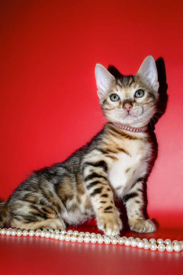 Kevin | Bengal Kitten