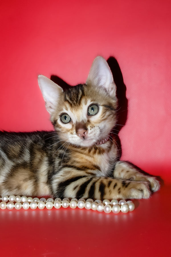 Kevin | Bengal Kitten