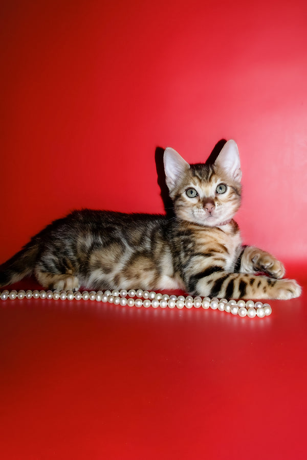 Kevin | Bengal Kitten