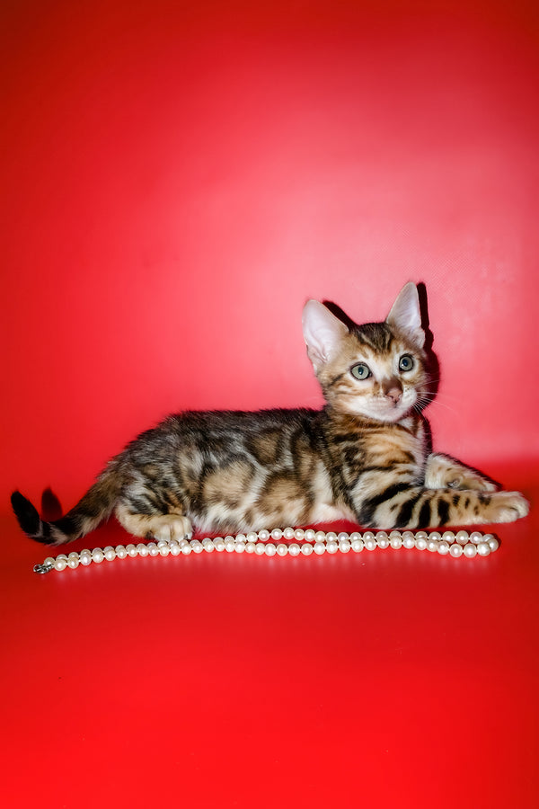 Kevin | Bengal Kitten