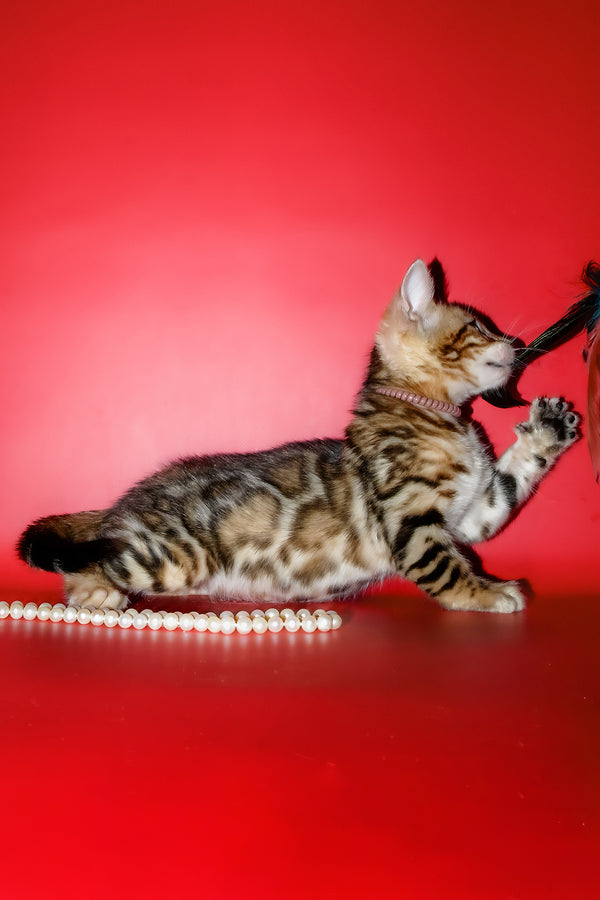 Kevin | Bengal Kitten