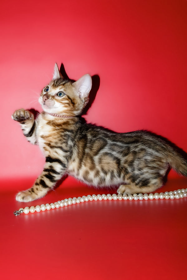 Kevin | Bengal Kitten