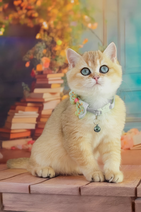 Kitty | British Shorthair Kitten