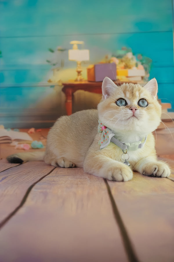 Kitty | British Shorthair Kitten