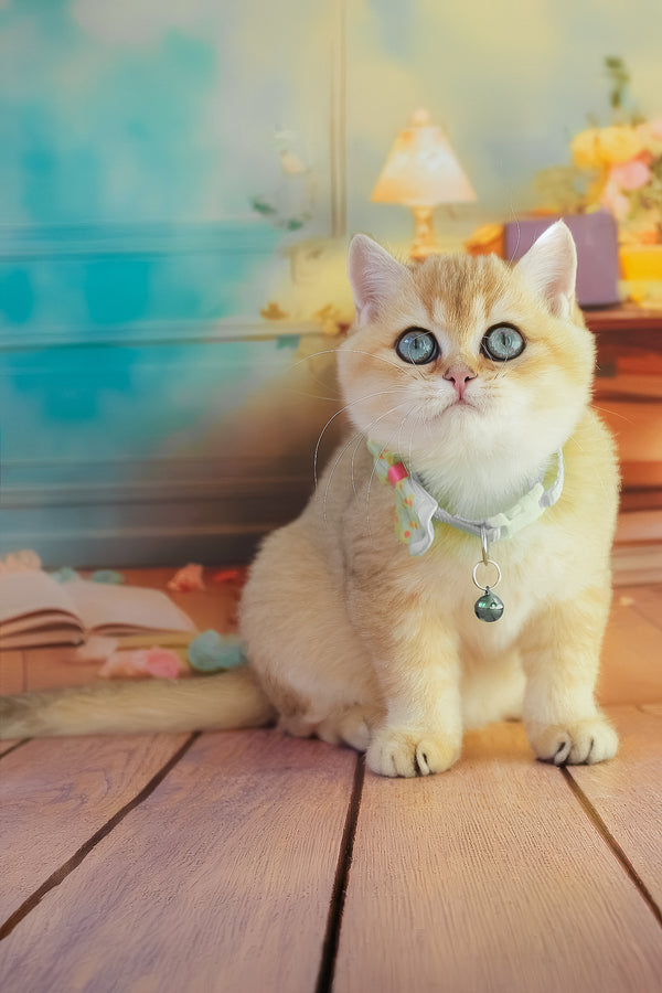 Kitty | British Shorthair Kitten
