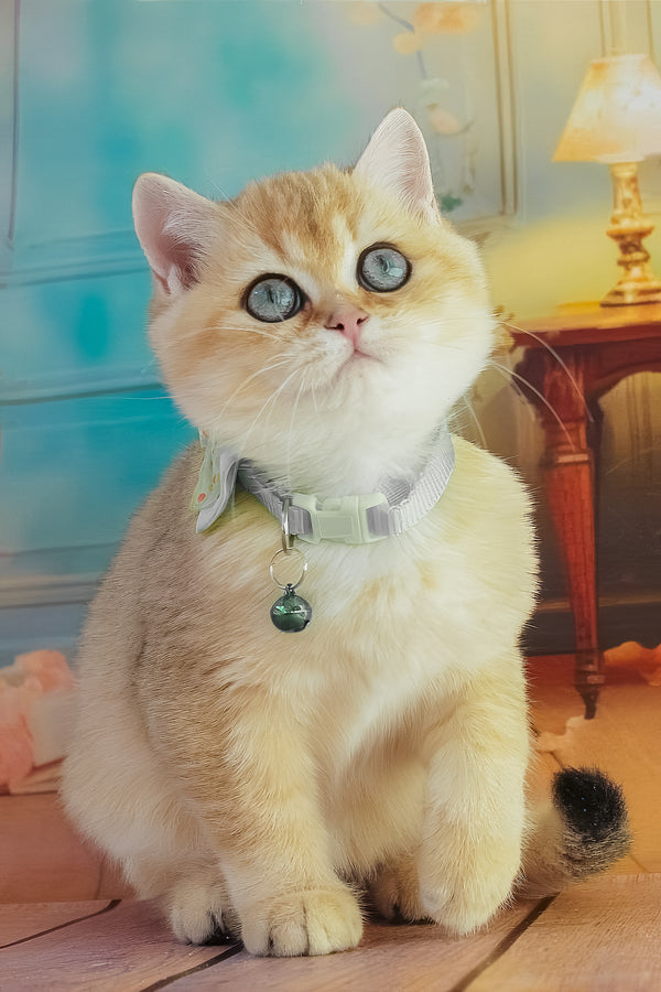 Kitty | British Shorthair Kitten