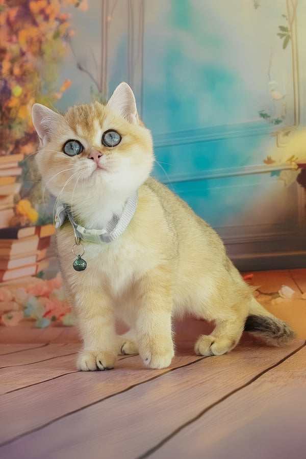 Kitty | British Shorthair Kitten