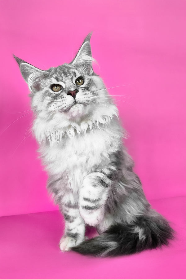 Korsar | Maine Coon Kitten