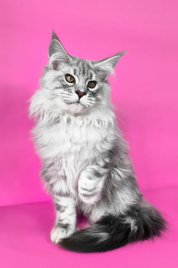 Korsar | Maine Coon Kitten