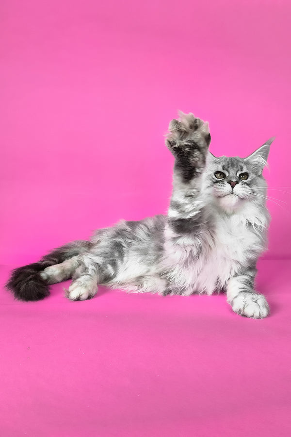 Korsar | Maine Coon Kitten