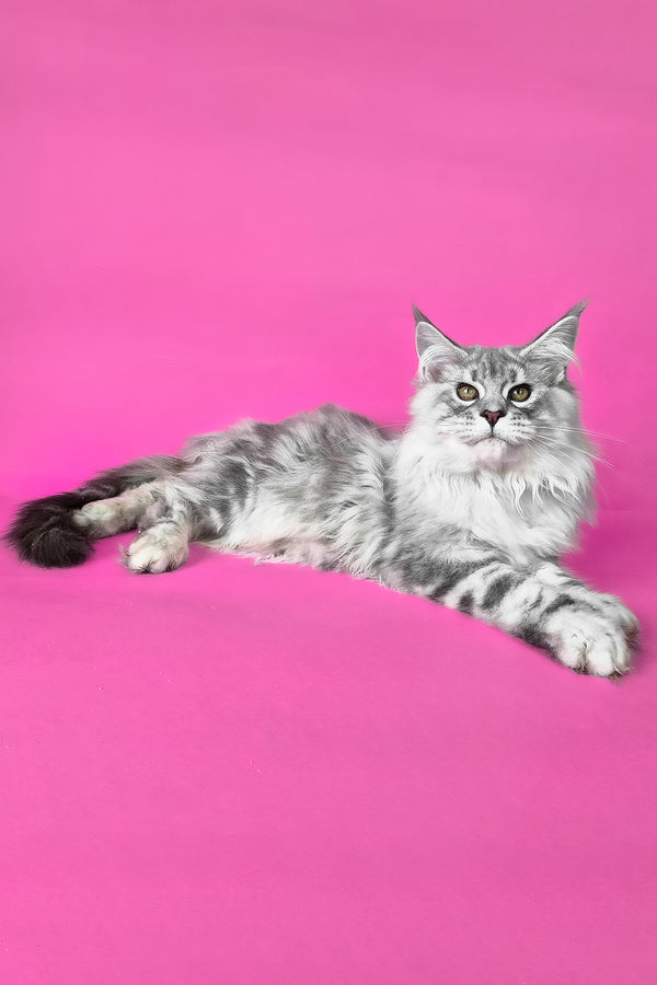 Korsar | Maine Coon Kitten